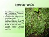 Samanų ir sporinių induočių dauginimasis 7 puslapis