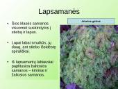 Samanų ir sporinių induočių dauginimasis 8 puslapis