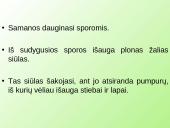 Samanų ir sporinių induočių dauginimasis 10 puslapis