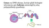 Genas ir genetinis kodas 2 puslapis