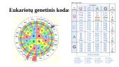 Genas ir genetinis kodas 11 puslapis