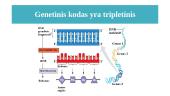 Genas ir genetinis kodas 7 puslapis