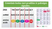 Genas ir genetinis kodas 10 puslapis