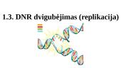 DNR dvigubėjimas (replikacija)