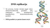 DNR dvigubėjimas (replikacija) 4 puslapis