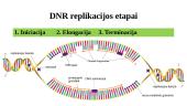 DNR dvigubėjimas (replikacija) 7 puslapis