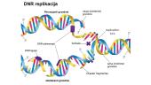 DNR dvigubėjimas (replikacija) 9 puslapis