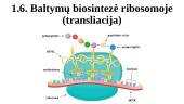 Baltymų biosintezė ribosomoje (transliacija)