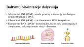 Baltymų biosintezė ribosomoje (transliacija) 2 puslapis