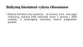 Baltymų biosintezė ribosomoje (transliacija) 4 puslapis