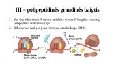 Baltymų biosintezė ribosomoje (transliacija) 10 puslapis