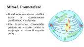 Ląstelės ciklas ir jo valdymas. Chromosomos per mitozę 12 puslapis