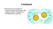 Ląstelės ciklas ir jo valdymas. Chromosomos per mitozę 16 puslapis