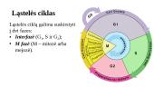 Ląstelės ciklas ir jo valdymas. Chromosomos per mitozę 4 puslapis