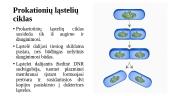 Ląstelės ciklas ir jo valdymas. Chromosomos per mitozę 7 puslapis