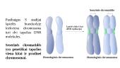 Ląstelės ciklas ir jo valdymas. Chromosomos per mitozę 10 puslapis