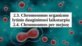 Chromosomos organizmo lytinio dauginimosi laikotarpiu. Chromosomos per mejozę