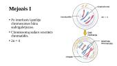 Chromosomos organizmo lytinio dauginimosi laikotarpiu. Chromosomos per mejozę 11 puslapis