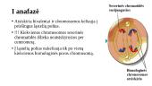 Chromosomos organizmo lytinio dauginimosi laikotarpiu. Chromosomos per mejozę 15 puslapis