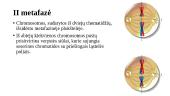 Chromosomos organizmo lytinio dauginimosi laikotarpiu. Chromosomos per mejozę 20 puslapis