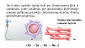 Chromosomos organizmo lytinio dauginimosi laikotarpiu. Chromosomos per mejozę 6 puslapis