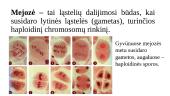 Chromosomos organizmo lytinio dauginimosi laikotarpiu. Chromosomos per mejozę 8 puslapis