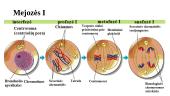 Chromosomos organizmo lytinio dauginimosi laikotarpiu. Chromosomos per mejozę 10 puslapis