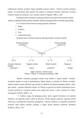 Paslaugų kokybės analizė: "Šiaulių visuomenės sveikatos centras" 15 puslapis