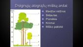 Negyvosios gamtos sąlygos atogrąžų miškuose 8 puslapis