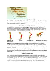 Č. Darvino gamtinės atrankos teorija 8 puslapis