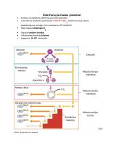 Ląstelių kvėpavimo būdai 3 puslapis