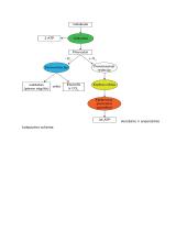 Ląstelių kvėpavimo būdai 5 puslapis