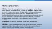 Gyvūnų morfologija: patino sėklidė, antsėklidis, sėklatakis 2 puslapis