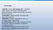 Gyvūnų morfologija: patino sėklidė, antsėklidis, sėklatakis 6 puslapis