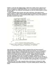 Teorija apie akį 2 puslapis