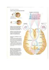 Teorija apie akį 4 puslapis