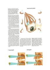 Teorija apie akį 6 puslapis