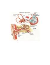 Teorija apie ausį 6 puslapis