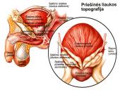 Dauginimosi organai 12 puslapis