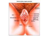 Dauginimosi organai 15 puslapis