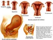 Dauginimosi organai 17 puslapis