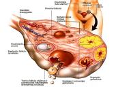 Dauginimosi organai 19 puslapis