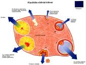 Dauginimosi organai 20 puslapis