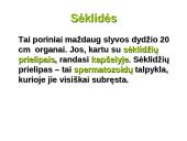 Dauginimosi organai 6 puslapis