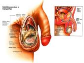 Dauginimosi organai 7 puslapis