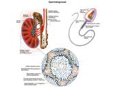 Dauginimosi organai 9 puslapis