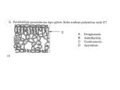 Augalas. Fotosintezė 6 puslapis