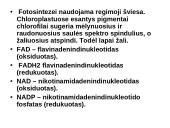 Fotosintezės teorinė medžiaga 11 puslapis