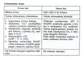 Fotosintezės teorinė medžiaga 12 puslapis