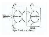 Fotosintezės teorinė medžiaga 13 puslapis